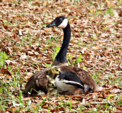 [The mother sits on her nest with her wings spread apart a bit so she can cover the goslings. Her body is faced away from the camera, but she has her head turned and looking at me. Two little goslings have poked there heads above her wing so they are exposed.]